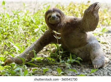 Three-toed Sloth Sitting On Ground