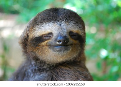 Three-toed Sloth Smiling