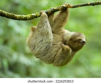 three-toed or three-fingered sloths from Costa Rica - Shutterstock ID 2226292813