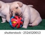 Three-week-old Labrador puppy is biting into a baby toy.