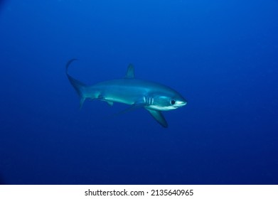 Thresher Shark Comes From The Dept Close To Photographer. 