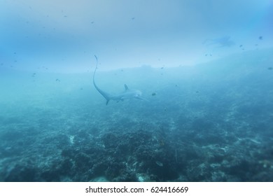 Thresher Shark In Coral Reef Around Malapascua, The Philippines