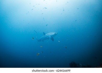 Thresher Shark In Coral Reef Around Malapascua, The Philippines