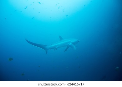 Thresher Shark In Coral Reef Around Malapascua, The Philippines