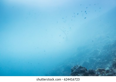 Thresher Shark In Coral Reef Around Malapascua, The Philippines