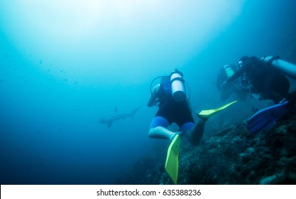Thresher shark in coral reef around Malapascua, the Philippines