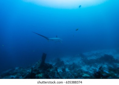 Thresher Shark In Coral Reef Around Malapascua, The Philippines