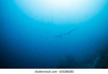 Thresher Shark In Coral Reef Around Malapascua, The Philippines