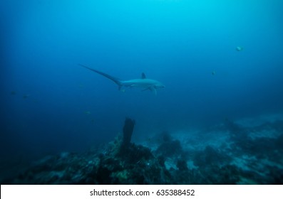 Thresher Shark In Coral Reef Around Malapascua, The Philippines