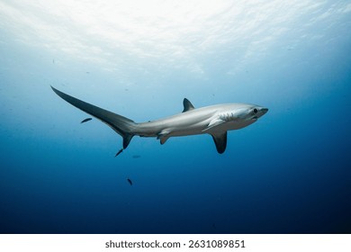 Tiburón trillador en isla malapascua