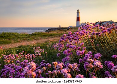 Thrift At Portland Bill