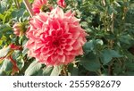 Otto’s Thrill, a dinnerplate dahlia variety, admired for its oversized pink blooms and captivating presence in gardens. Great for botanical studies and horticulture visuals.
