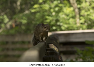 Thrill Seeking Squirrel 
