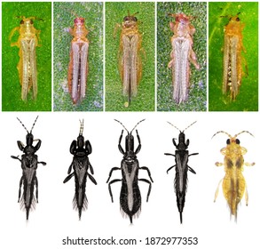 Thrips Order Thysanoptera Minute Slender Insect Stock Photo 1872977353 ...