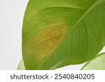 Thrips and thrip damage on Monstera deliciosa borgisiana leaf. Green leaf with houseplant pest, isolated on a white background. Landscape orientation.