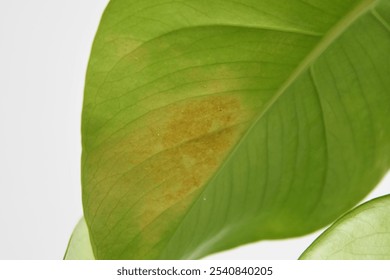 Thrips and thrip damage on Monstera deliciosa borgisiana leaf. Green leaf with houseplant pest, isolated on a white background. Landscape orientation. - Powered by Shutterstock