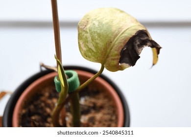 Thrips and thrip damage on Monstera deliciosa (borgisiana) variegated albo. Houseplant with damage from pests and dry leaves. Close up of plant pest. Isolated on a white background.  - Powered by Shutterstock