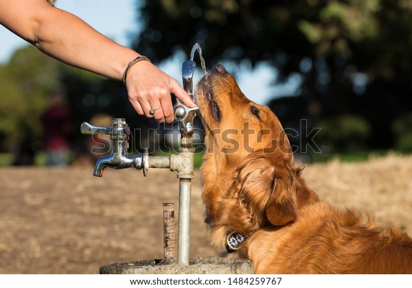 Thristy Dog Drinking Water Fountain Dog Stock Photo Edit Now