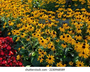 A thriving garden full of sun flowers.