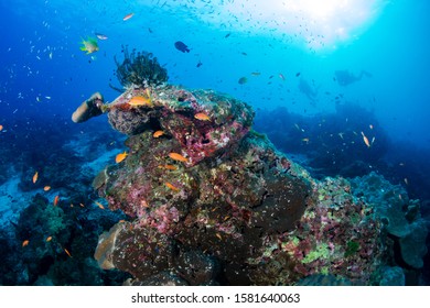 Thriving, healthy tropical coral reef in Thailand's Similan Islands - Shutterstock ID 1581640063