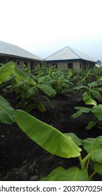 A Thriving Lushful Plantain Farm Setting In Africa