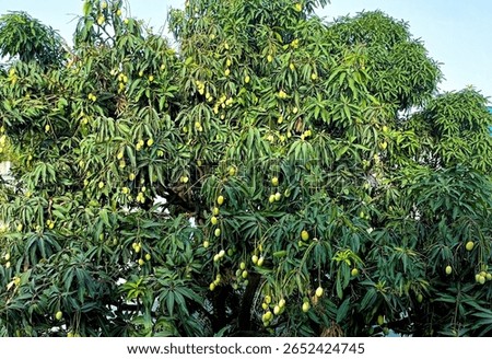 A thriving mango tree full of hanging unripe mangoes, captured during the peak summer season
