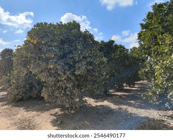 A thriving orange grove filled with lush, fruit-laden trees basking under a bright blue sky, capturing the tranquil beauty of a sunlit countryside orchard. - Powered by Shutterstock