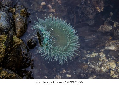 A Thriving Sea Anemone In A Tide Pool On The Northern Coast Of Washington Along The Strait Of Juan De Fuca.