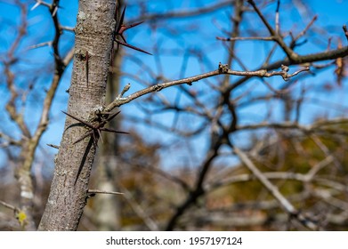 656 Honey locust tree thorns Images, Stock Photos & Vectors | Shutterstock