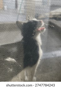 Through the fine, textured grid of a window screen, a tuxedo cat is captured in a moment of pure, unadulterated yearning. The feline’s dark fur and crisp white chest are softened by the mesh, creating a dreamy, Pointillist effect.