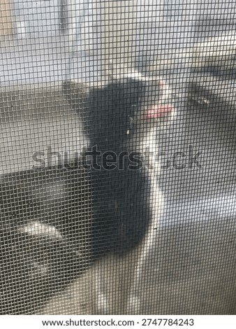 Through the fine, textured grid of a window screen, a tuxedo cat is captured in a moment of pure, unadulterated yearning. The feline’s dark fur and crisp white chest are softened by the mesh, creating a dreamy, Pointillist effect.