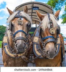 Through The Flemish Fields With Horse And Covered Wagon.