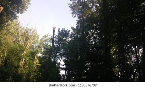 through the forest
