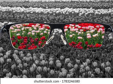 Through glasses frame. Colorful view of colorful tulips in glasses and monochrome background. Different world perception. Optimism, hopefulness, mental health concept.