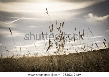 Through the Looking Grass, seeing the summer sky on a hazy, lazy day - the stalks indolently swaying. Golden sunshine meadow in the English countryside. 