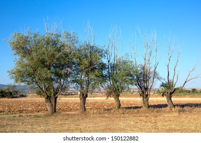 through row of trees 