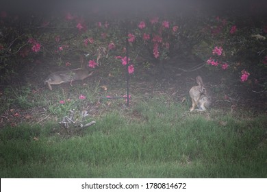 Through Screen Window of Wild Rabbit:  Wild rabbit in azalea grove taken while contributor is teleworking.  Image taken through window and window screen in Montgomery, Alabama.