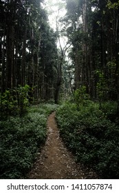 Through the thick of trees