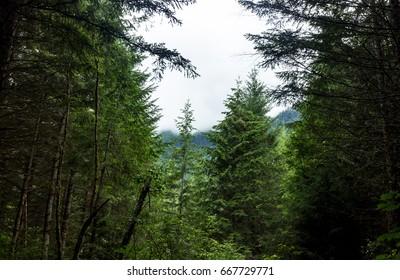 through the trees 