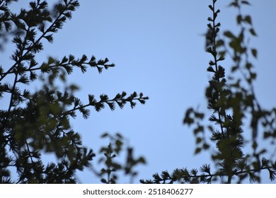 Through the trees and up to the sky