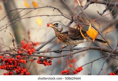 The Thrush Bird Eats The Sweet Red Rowan Berries In Autumn Park