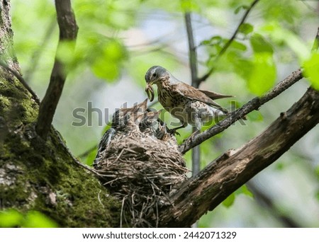 thrush bird has arrived at its nest in a tree and is feeding its chicks with worms in the spring garden