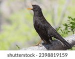 Thrush bird posing for the camera on a log.
