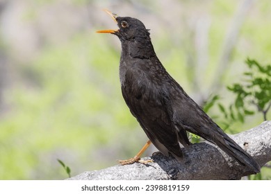 Thrush bird posing for the camera on a log.