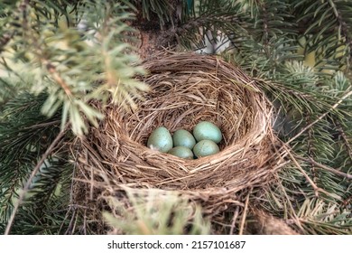 Thrush bird's nest with blue eggs among spruce branches close-up. Wandering thrushes build their nests for breeding in the spring. Grey-blue speckled egg. Birdwatching in the wild. Russia, Ural