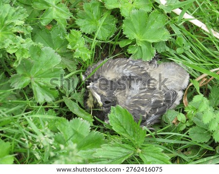 A thrush chick has fallen out of its nest and is sitting in the grass. A small grey bird. Turdus pilaris.