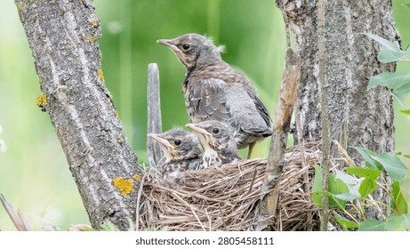 thrush chicks are sitting in the nest
