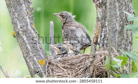 thrush chicks are sitting in the nest