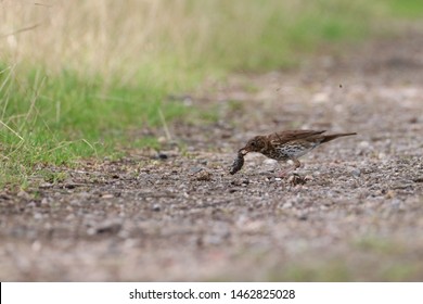 Thrush Eating Slug On Forest Trail