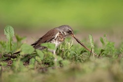 Thrush Fieldfare (Turdus Pilaris) Pulls Out A Worm For Feeding. Scene From Wild Nature.